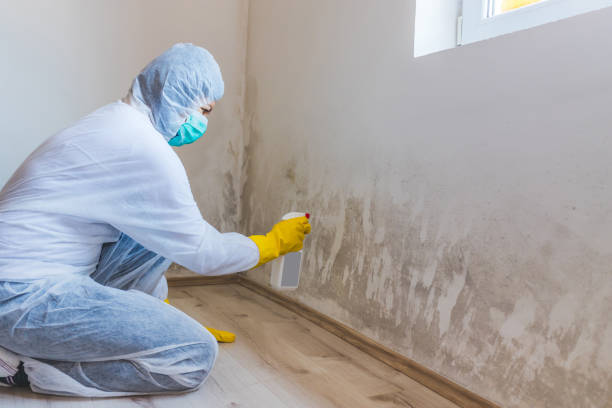 Licensed Mold Remediation service in Dublin, VA - 24 Hour Mold Removal