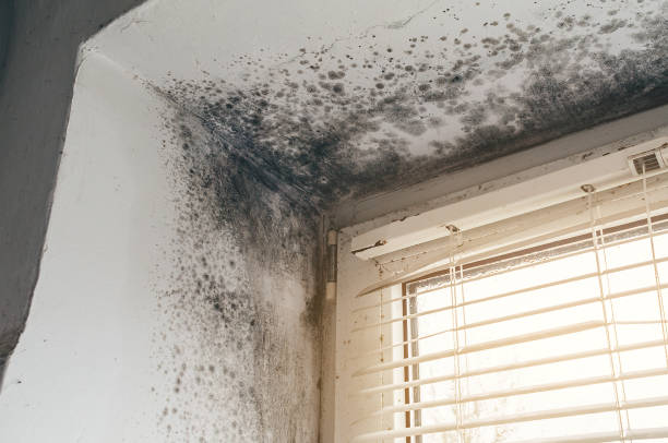 Affordable Mold Remediation solutions in Dublin, VA