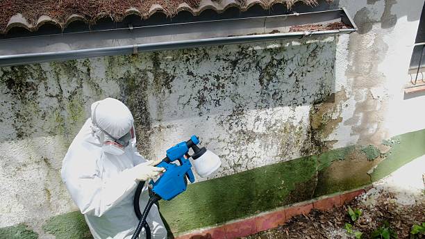 Top rated local Mold Remediation specialists in Dublin, VA